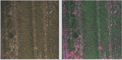 Figure 1: An image of vegetation taken with a rgb camera (left) and the rgb-bands from a multispectral camera.