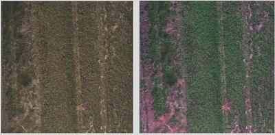 Figure 1: An image of vegetation taken with a rgb camera (left) and the rgb-bands from a multispectral camera.